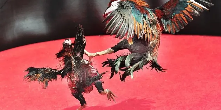 Hướng Dẫn Cách Chơi Đá Gà Sabong Tại FB88 Sát Phạt Mọi Trường Gà