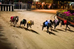 Bí Kíp Cách Chơi Game Nhanh Đua Chó Tại FB88 Thắng Đậm Nhất