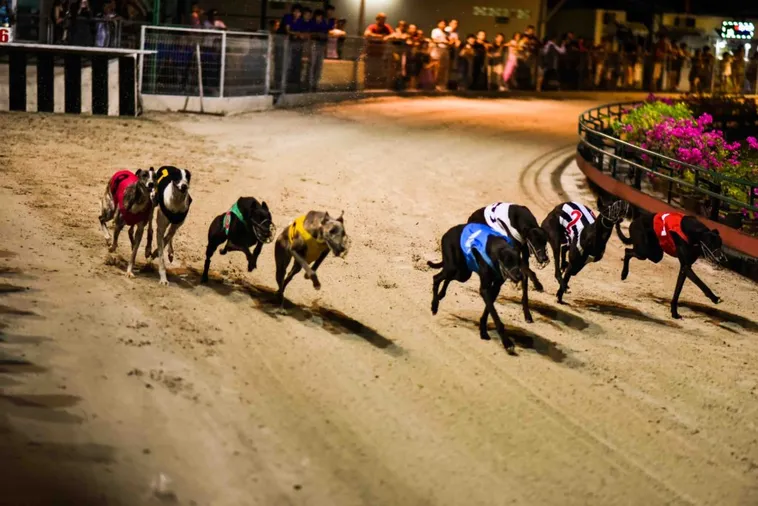 Bí Kíp Cách Chơi Game Nhanh Đua Chó Tại FB88 Thắng Đậm Nhất