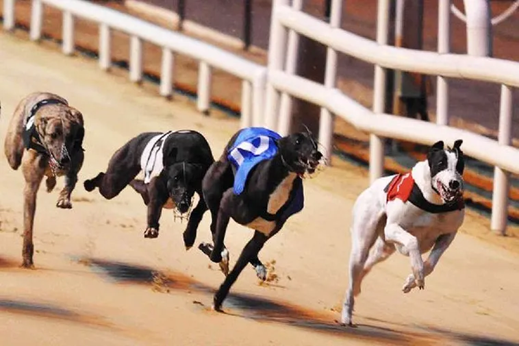 Bí Kíp Cách Chơi Game Nhanh Đua Chó Tại FB88 Thắng Đậm Nhất