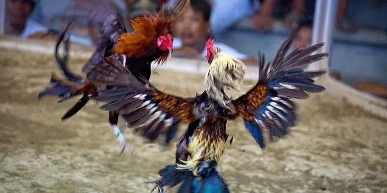 Hướng Dẫn Cách Chơi Đá Gà Sabong Tại FB88 Sát Phạt Mọi Trường Gà